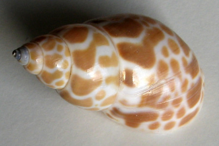 Babylonia zeylanica  Bruguiére, J.G., 1789