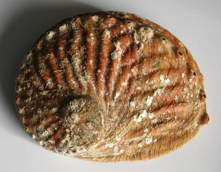 Haliotis rubra Leach, 1814