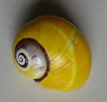 Polymita picta (Born, 1780)