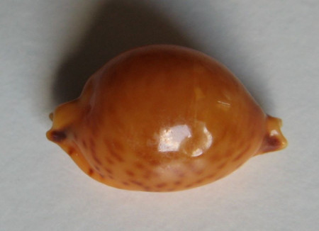 Cypraea globulus, Linnaeus, 1758
