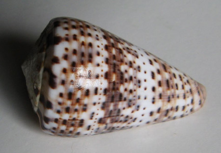 Conus pulcher siamensis , Hwass, 1792