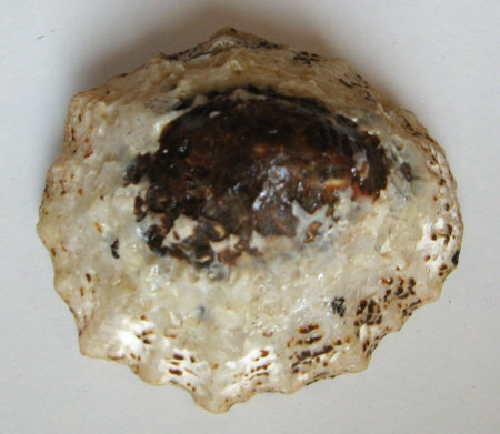 Patella granatina, (Linnaeus, C., 1758) 	