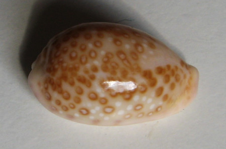 Cypraea albuginosa, Gray, 1825