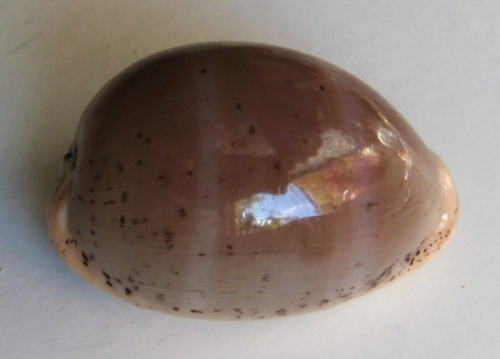 Cypraea cinerea, Gmelin, 1791