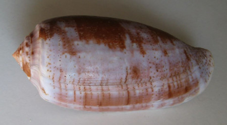 Conus tulipa, Linnaeus, 1758