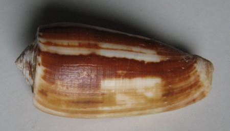 Conus epistomium  1)  Reeve, 1843