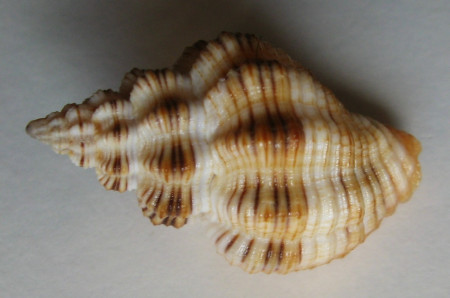 Cantharus erythrostoma 1)  (Reeve, 1846)