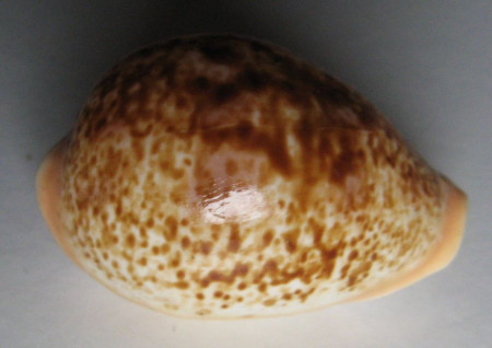 Cypraea achatidea , Sowerby, 1837