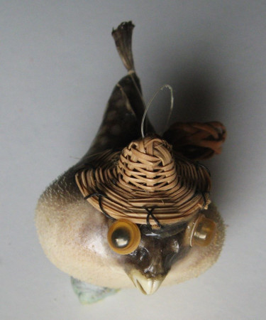 Diodon sp.  Ježík