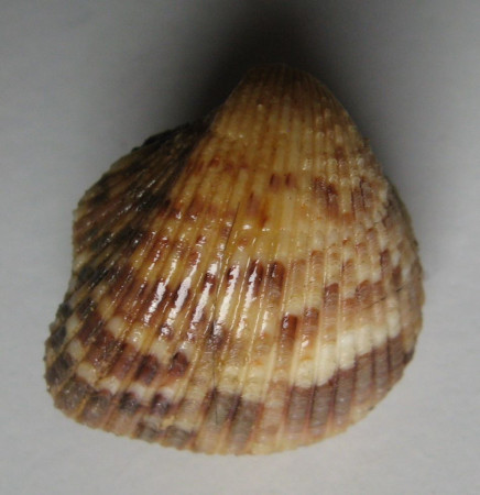 Americardia media, (Linné, 1758)