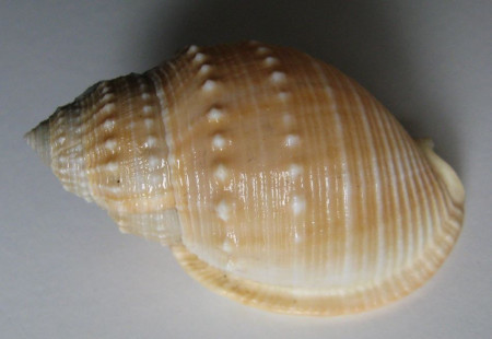Echinophoria bituberculosa (E. von Martens, 1901)