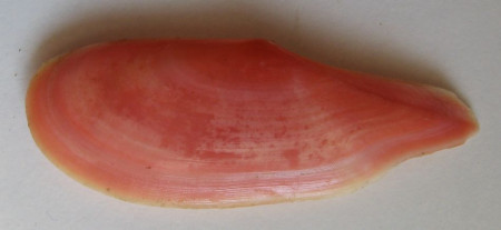 Dallitellina rostrata  (Linnaeus, 1758)  Tellinidae
