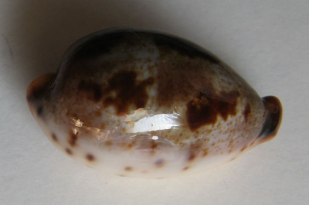 Cypraea pulchella  1)   Swainson, 1823