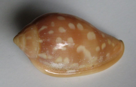 Marginella desjardini, Marche&Machand, 1957