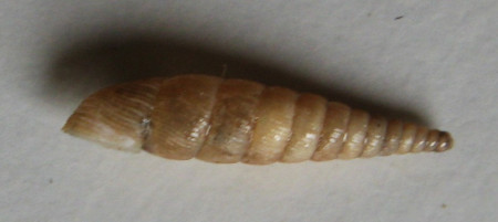Lacinilaria biplicata 1)  (Montagu, 1803)