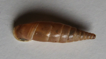 Clausilia archilabris 1)  Boettger, 1877