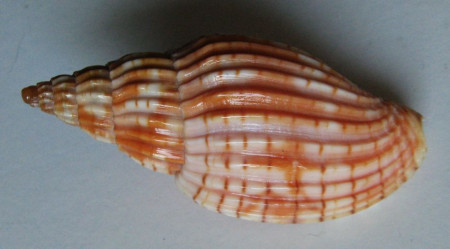 Lyria delessertiana  (Petit de la Saussaye, 1842)