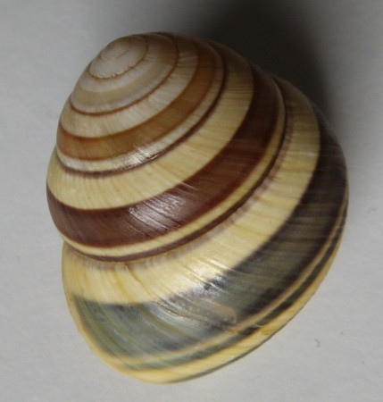 Asperitas trochus badjavensis   Rensch, 1930