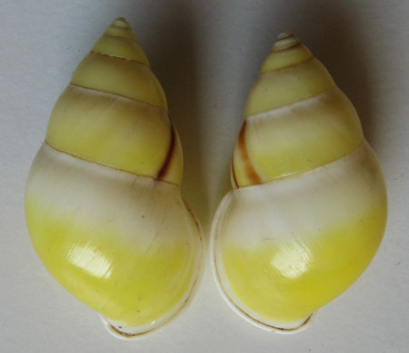 Amphidromus atricallosus Gould, 1743    Sinistral & Dextral 