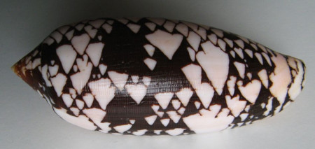 Conus aulicus propenudus 1)  Melvill, 1900