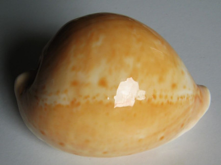 Cypraea armeniaca, Verco, 1912
