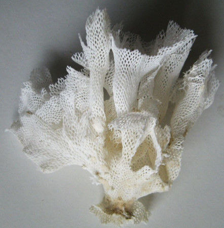 Bryozoa, Reteporella grimaldii   