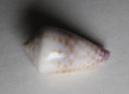 /products/conus-parvatus-sharmiensis-wils-1986/