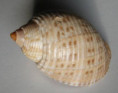 /products/tonna-pennata-morch-1853/