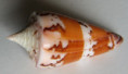 /products/conus-generalis-krabiensis-da-motta-1982/
