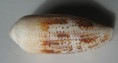 /products/conus-nussatella-linne-17583/