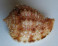 /products/morum-oniscus-3-linne-1767/