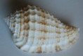 /products/morum-morrisoni-3-monsecour-lorenz-monsecour-2020/