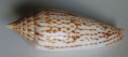 /products/conus-ranonganus-da-motta-19782/