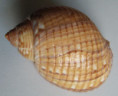 /products/tonna-canaliculata-c-linnaeus-1758/