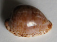 /products/cypraea-mikeharti-lorenz-19851/
