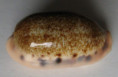/products/cypraea-caurica-lodoicea-2-bergonzoni-2018-new-subspecies/