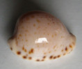 /products/cypraea-edentula-nahoonensis-lorenz-1989/