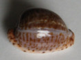 /products/cypraea-miliaris2/
