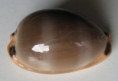 /products/cypraea-lurida-pulchroides-alvarado-alvarez-19642/