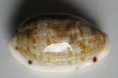 /products/cypraea-pellucens-polynesiana-raybaudi-19921/