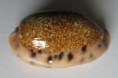 /products/cypraea-caurica-lodoicea2-bergonzoni-2018-new-species/
