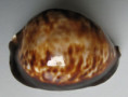 /products/cypraea-thersites-gaskoin-1849/