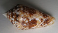 /products/conus-scottjordani-poppe-monnier-tagaro-20121/