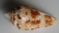 /products/conus-scottjordani-poppe-monnier-tagaro-20122/