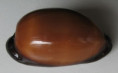 /products/cypraea-exusta-sowerby-1832/