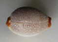 /products/cypraea-staphylaea-laevigata-dautzenberg-1932/