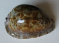 /products/cypraea-stercoraria-linnaeus-1758/