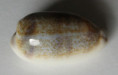 /products/cypraea-interrupta-gray-1824/