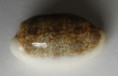 /products/cypraea-interrupta-gray-18241/