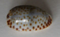 /products/cypraea-irrorata-gray-18282/